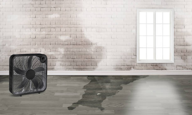 Best Carpet water damage restoration  in Saltville, VA